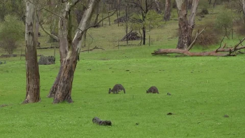 Two Eastern Grey Kangaroos Grazing On Lush Meadow In Adelaide Hills, South 스톡 동영상 333657655