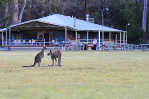 Two eastern grey kangaroos -Macropus giganteus-, Community Garden. Halls Gap-AUS Stock Photos