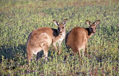 Two Eastern Grey Kangaroos Stock Photos