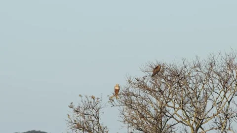 Two Eastern marsh harriers perched on a tree Stock Footage 329968044