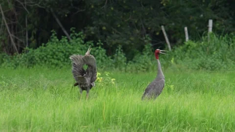 Two Eastern Sarus Cranes Calling in Green Grassland Stock Footage 345693411