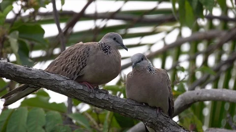 Two Eastern Spotted Dove (Spilopelia chinensis) Grooming Each Other Stock Footage 88252746