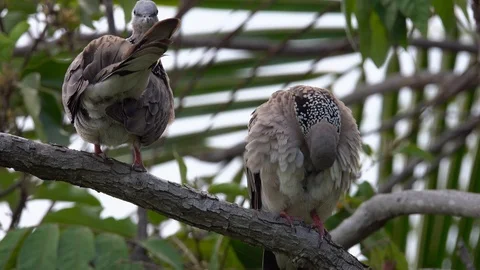 Two Eastern Spotted Dove (Spilopelia chinensis) Grooming Stock Footage 88252997