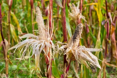 Two eaten damaged corncobs in  corn field Stock Photos