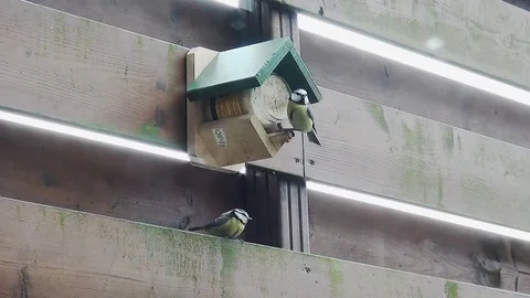 Two eating blue tits Stock Footage 96190879