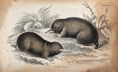 Two echidna setosa (a toothless burrowing mammal) sitting on a meadow near .. イラスト素材