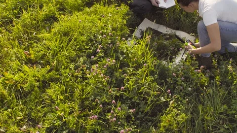 Two ecologist examining plants on the meadow Stock Footage 95395377
