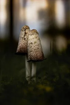 Two edible coprinus comatus on dark sunset background Stock Photos