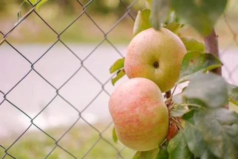 Two eed apples on the tree Stock Photos