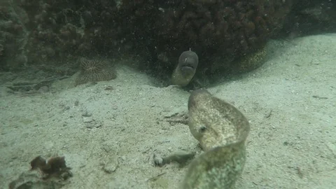 Two eels fight Stock Footage 81113134