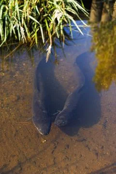 Two Eels in a stream Stock Photos