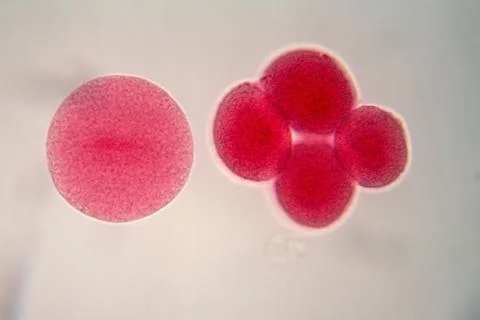 Two egg cells under the microscope. Stock Photos