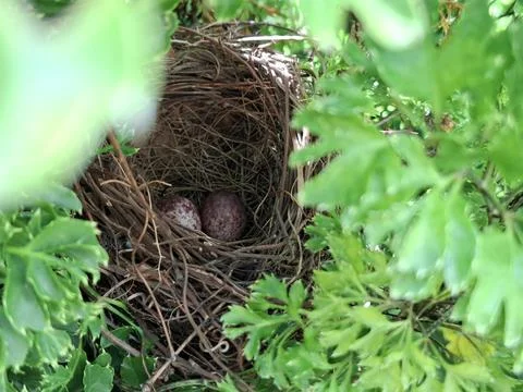 Two eggs in a bird's nest Stock Photos