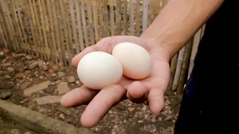 Two eggs of chicken cemani Stock Footage 276397536