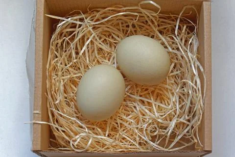 Two eggs nest Stock Photos
