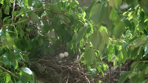 Two eggs in a Nest in the Tree Stock Footage 152656932