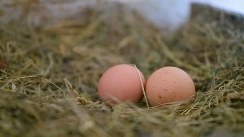 Two eggs rest on straw Stock Footage 340506179
