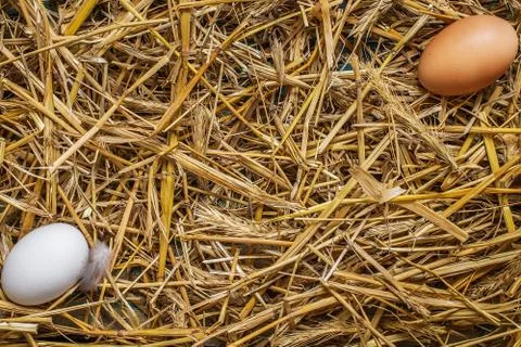 Two eggss lying in the hay. Stock Photos
