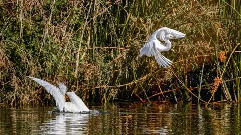 Two Egrets chasing each other Stock Photos
