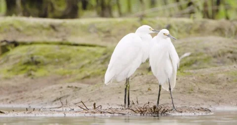 Two Egrets Cleaning Themselves in the Rain Stock Footage 253829934