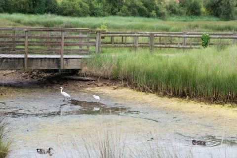 Two egrets in a pond. Protected area, Villaviciosa estuary, Asturias Stock Photos