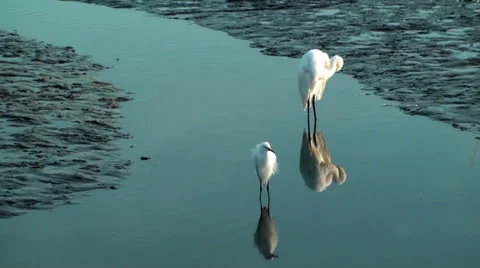 Two Egrets in shallow water Stock Footage 30480363