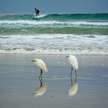 Two egrets on the shore Stock Photos