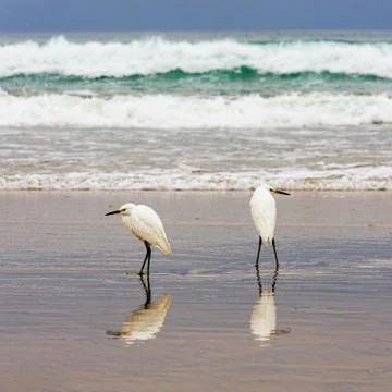 Two egrets on the shore Stock Photos