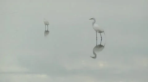 Two egrets standing in shallow water Stock Footage 11199047
