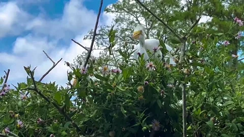 Two Egrets on their nest in a tree Stock Footage 239675457
