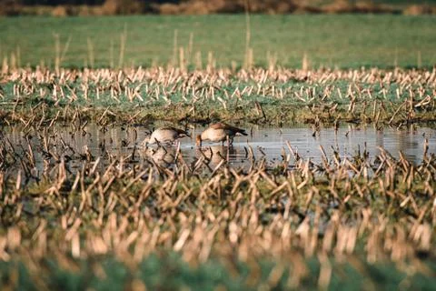 Two egyptian geese drinking from puddle in farmland. Stock Photos
