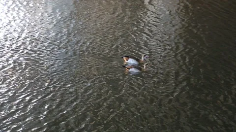 Two Egyptian geese float down the river Stock Footage 43017597