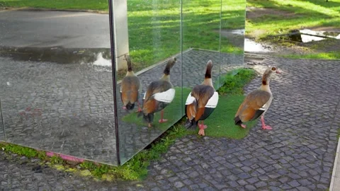 Two Egyptian geese in front of mirror in public park Stock-Footage 274267442