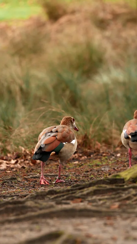Two Egyptian geese moving across woodland path with soft motion blur, low view Stock Footage 346328735