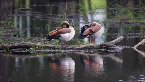 Two Egyptian geese rest on a log in a calm swamp, surrounded by greenery Stock-Footage 297396068