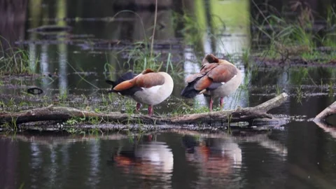 Two Egyptian geese rest on a log in a calm swamp, surrounded by greenery Stock Footage 297799230
