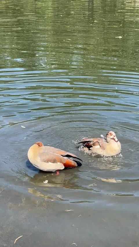 Two Egyptian Geese in a small lake in United States Stock Footage 337266078