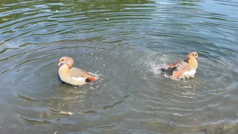 Two Egyptian Geese in a small lake cooling under hot summer Houston Stock Footage 337266121