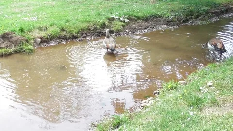 Two Egyptian geese in a small river Stock Footage 334570534