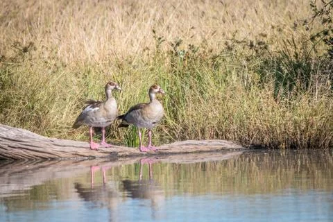Two Egyptian geese standing in front of the water. Stock Photos