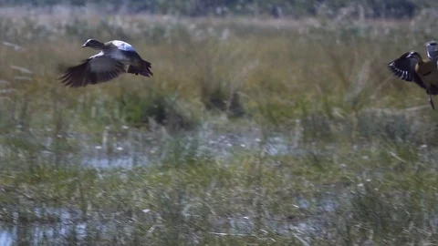 Two Egyptian geese taking off in flight slow motion Stock Footage 81565124