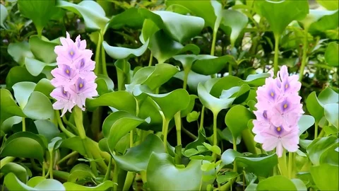 Two eichhornia crassipes or water hyacinths surrounded by leaves Stock Footage 77861701