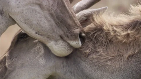 Two eland grooming Video stock 27343076