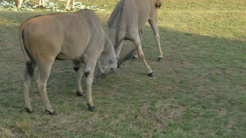 Two Eland locking horns Stock Footage 220361633
