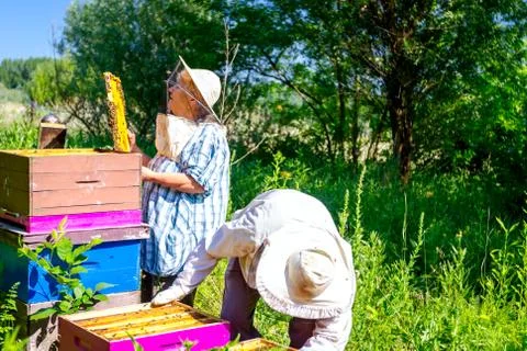 Two elderly apiarists, beekeepers are checking bees on honeycomb Stock Photos