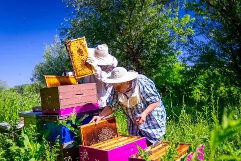 Two elderly apiarists, beekeepers are checking bees on honeycomb Stock Photos