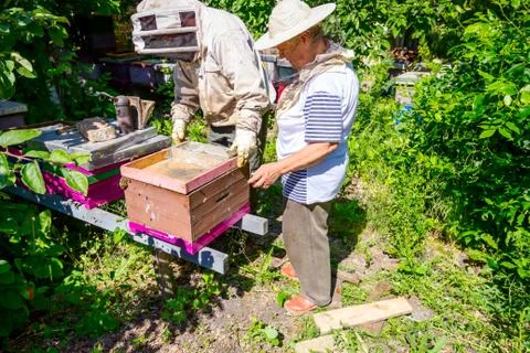Two elderly apiarists, beekeepers are checking bees on honeycomb Stock Photos