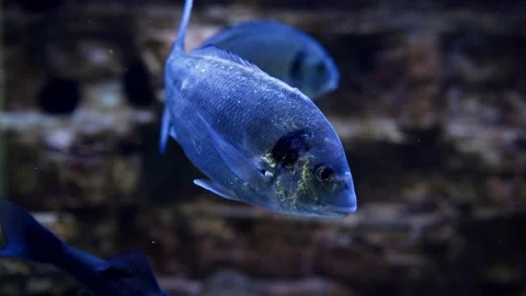 Two electric blue fish are swimming underwater in a tank Vídeo Stock 286903653