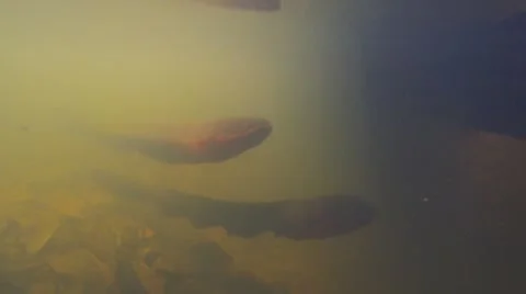 Two electric eels in natural environment Stock Footage 40801979