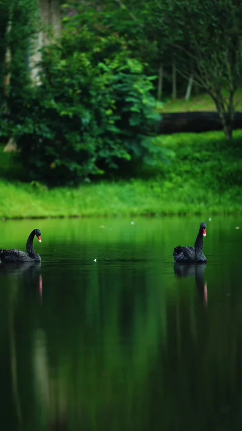 Two elegant black swans swimming gracefully on a serene green pond Stock Footage 336033562